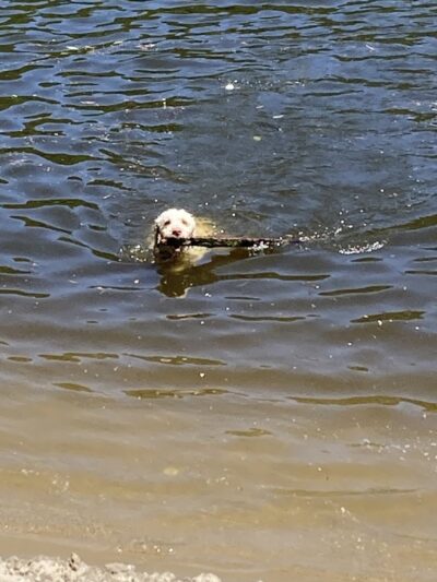 Minnehaha Dog Park - Minneapolis, MN