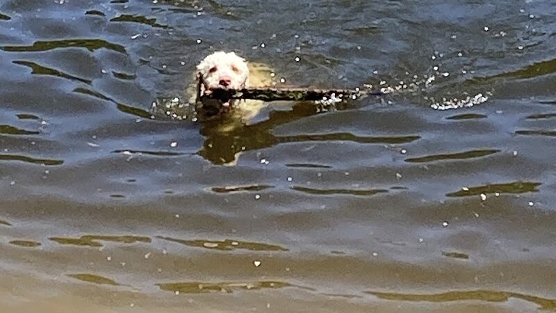 Minnehaha Dog Park - Minneapolis, MN