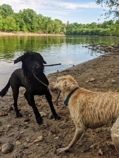 Minnehaha Dog Park - Minneapolis, MN