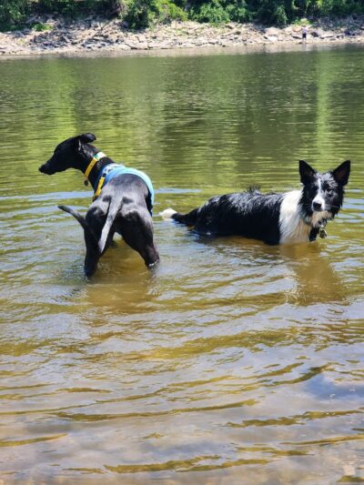 Minnehaha Dog Park - Minneapolis, MN