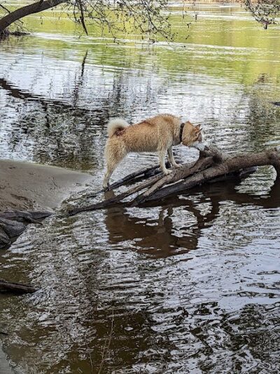 Minnehaha Dog Park - Minneapolis, MN