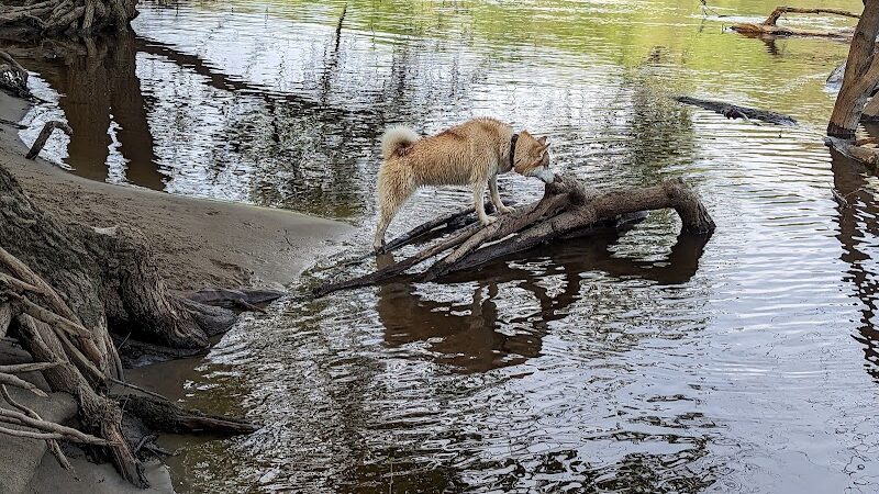 Minnehaha Dog Park - Minneapolis, MN