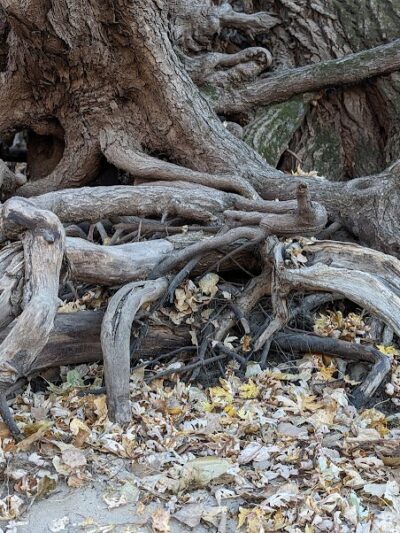 Minnehaha Dog Park - Minneapolis, MN