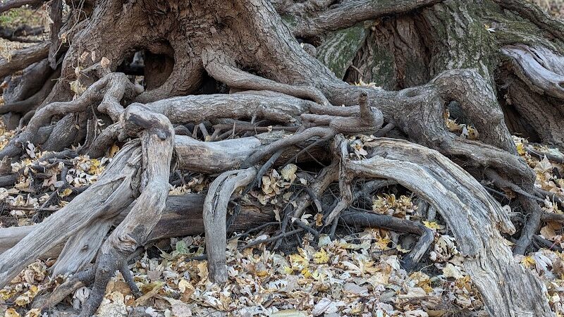 Minnehaha Dog Park - Minneapolis, MN