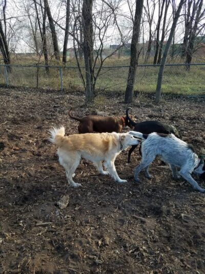 St. Anthony Parkway Off-Leash Dog Park - Minneapolis, MN