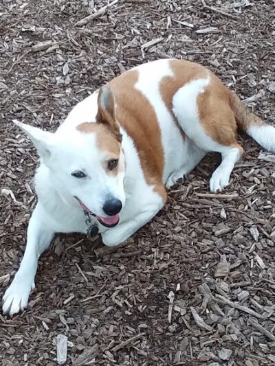 St. Anthony Parkway Off-Leash Dog Park - Minneapolis, MN
