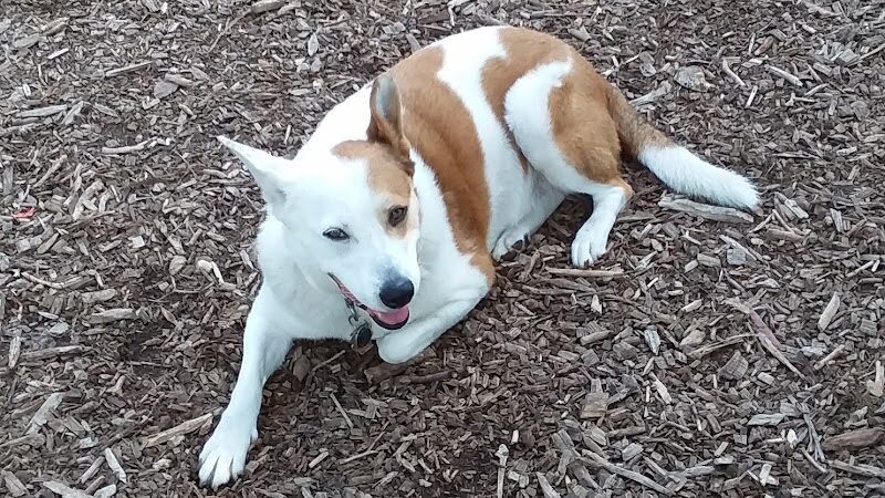 St. Anthony Parkway Off-Leash Dog Park - Minneapolis, MN