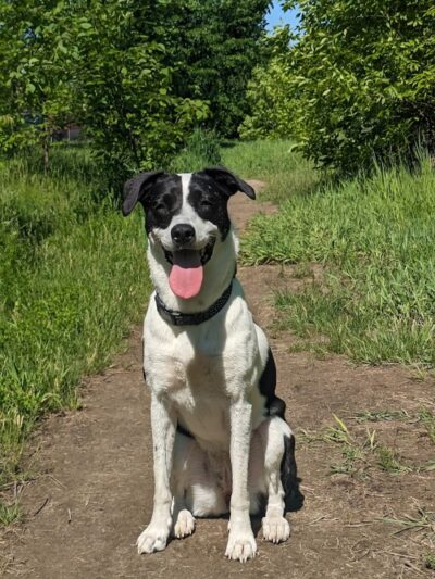 St. Anthony Parkway Off-Leash Dog Park - Minneapolis, MN