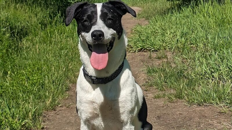 St. Anthony Parkway Off-Leash Dog Park - Minneapolis, MN