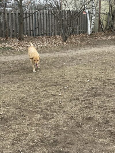 Victory Prairie Off-Leash Recreation Area - Minneapolis, MN