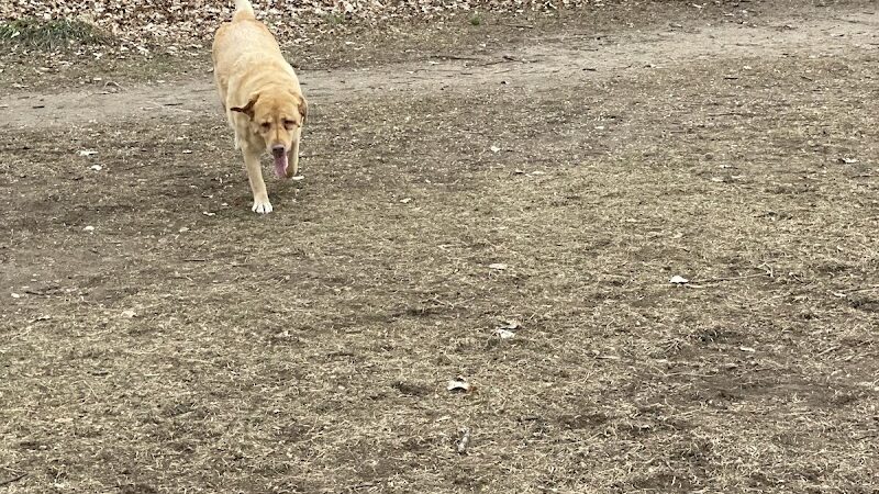 Victory Prairie Off-Leash Recreation Area - Minneapolis, MN