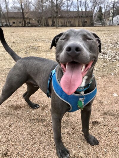 Victory Prairie Off-Leash Recreation Area - Minneapolis, MN