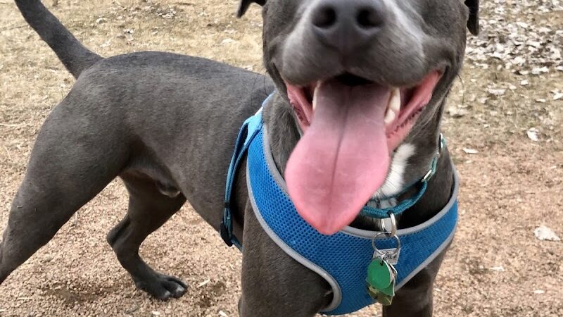 Victory Prairie Off-Leash Recreation Area - Minneapolis, MN