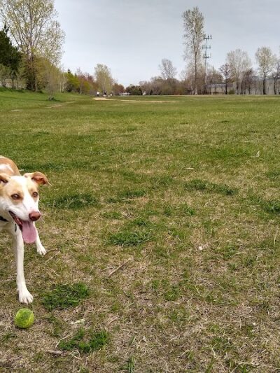 Victory Prairie Off-Leash Recreation Area - Minneapolis, MN