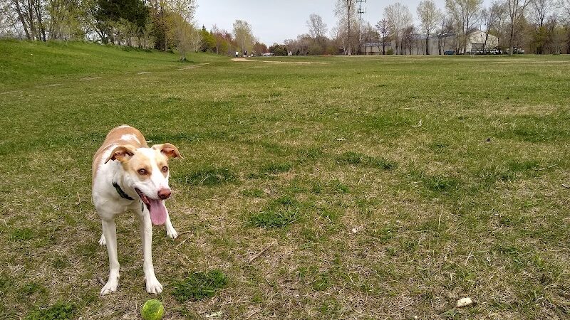 Victory Prairie Off-Leash Recreation Area - Minneapolis, MN