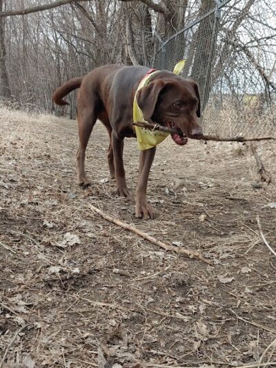 Victory Prairie Off-Leash Recreation Area - Minneapolis, MN
