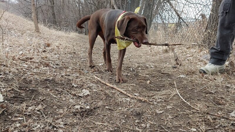 Victory Prairie Off-Leash Recreation Area - Minneapolis, MN