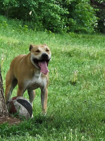 Victory Prairie Off-Leash Recreation Area - Minneapolis, MN