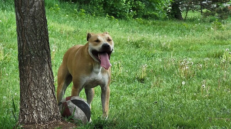 Victory Prairie Off-Leash Recreation Area - Minneapolis, MN