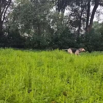 Victory Prairie Off-Leash Recreation Area - Minneapolis, MN