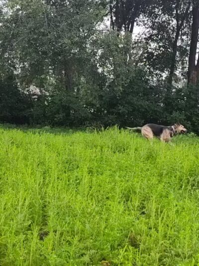 Victory Prairie Off-Leash Recreation Area - Minneapolis, MN