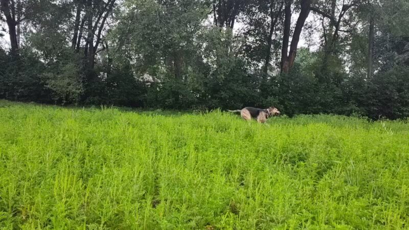 Victory Prairie Off-Leash Recreation Area - Minneapolis, MN