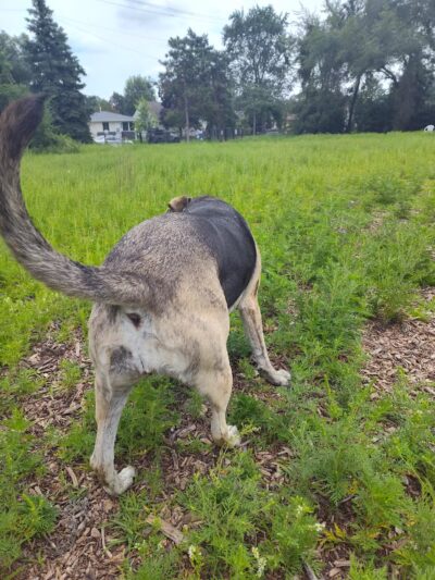 Victory Prairie Off-Leash Recreation Area - Minneapolis, MN