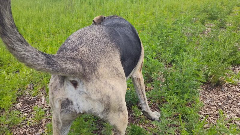 Victory Prairie Off-Leash Recreation Area - Minneapolis, MN