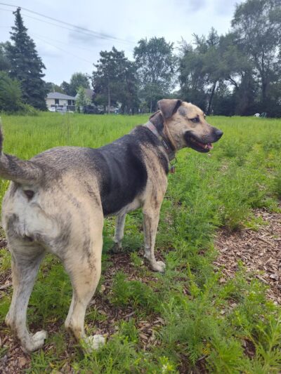 Victory Prairie Off-Leash Recreation Area - Minneapolis, MN