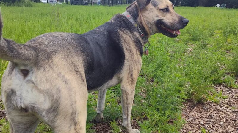 Victory Prairie Off-Leash Recreation Area - Minneapolis, MN