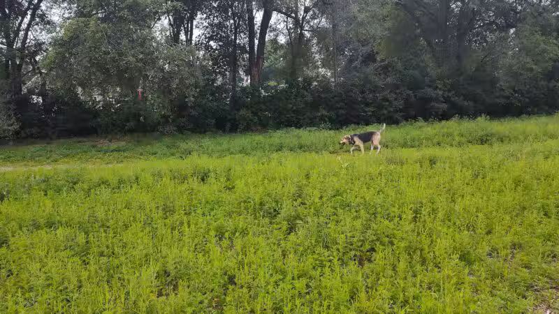 Victory Prairie Off-Leash Recreation Area - Minneapolis, MN