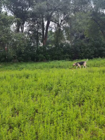 Victory Prairie Off-Leash Recreation Area - Minneapolis, MN