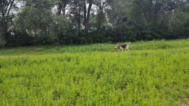Victory Prairie Off-Leash Recreation Area - Minneapolis, MN