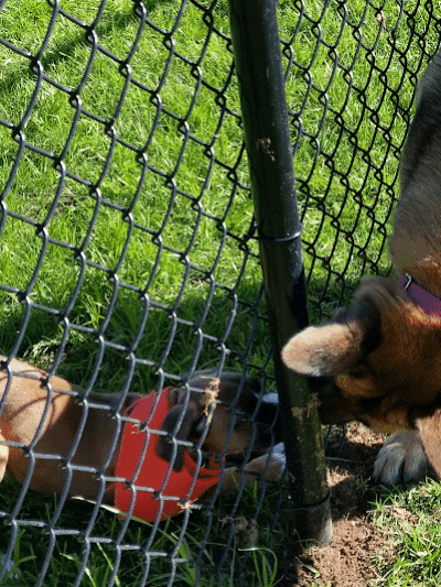 Lakeland Area Dog Park - Minocqua, WI