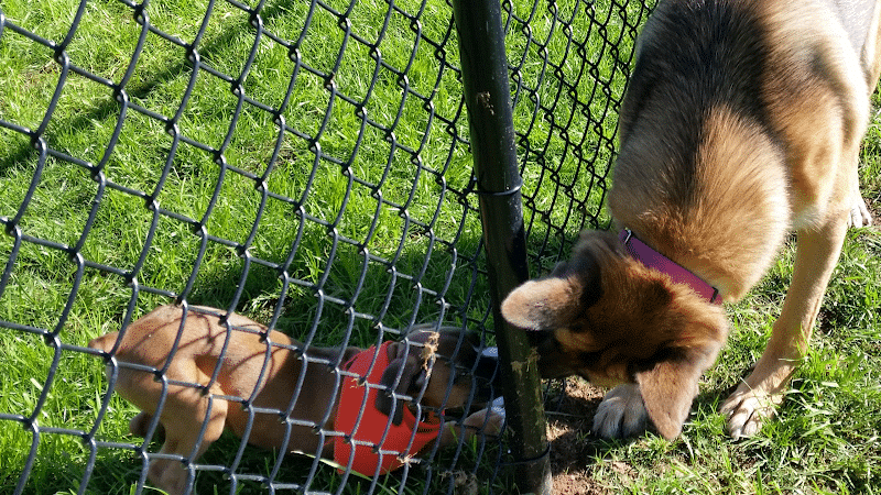 Lakeland Area Dog Park - Minocqua, WI