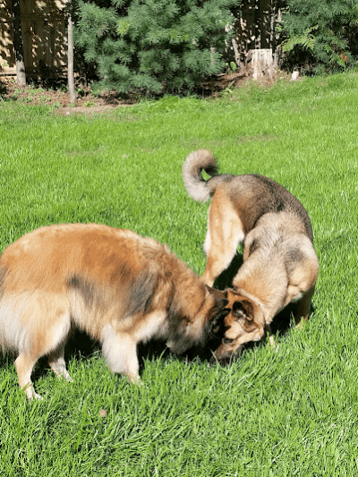 Lakeland Area Dog Park - Minocqua, WI
