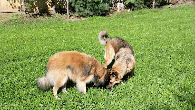 Lakeland Area Dog Park - Minocqua, WI