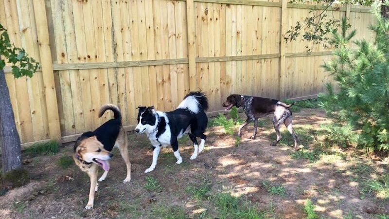 Lakeland Area Dog Park - Minocqua, WI