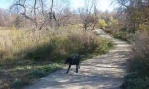 Dakota Bark Park - Minot, ND