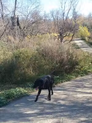Dakota Bark Park - Minot, ND