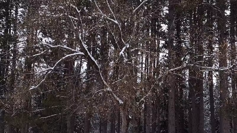 Comin's Creek Canoe Kayak Landing - Mio,