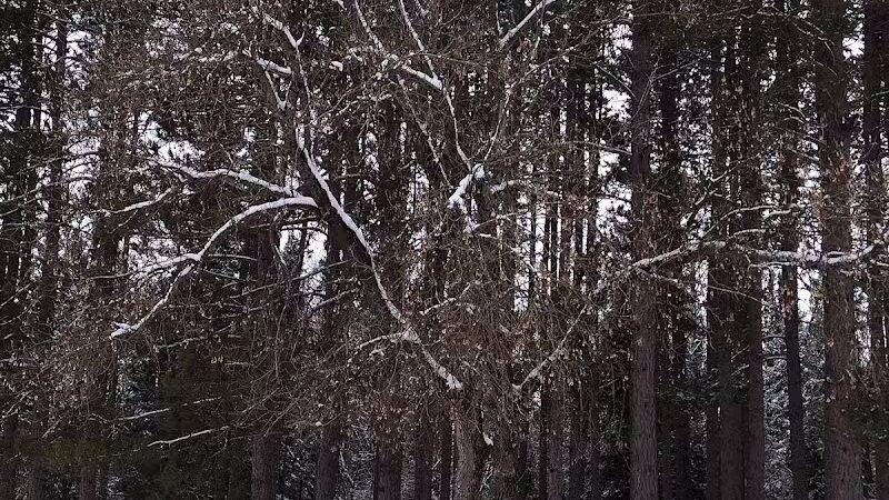 Comin's Creek Canoe Kayak Landing - Mio,