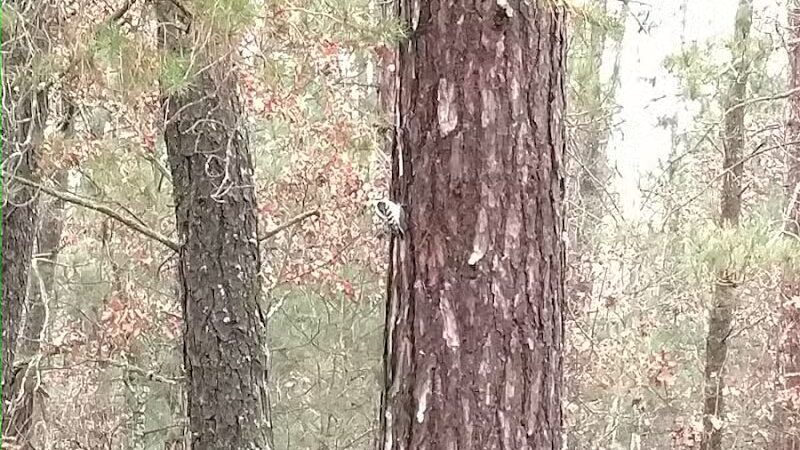 Wolf Creek Trailhead - Mio,