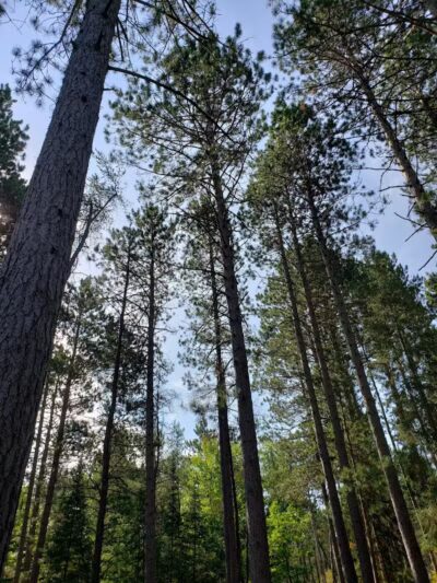 Wolf Creek Trailhead - Mio,