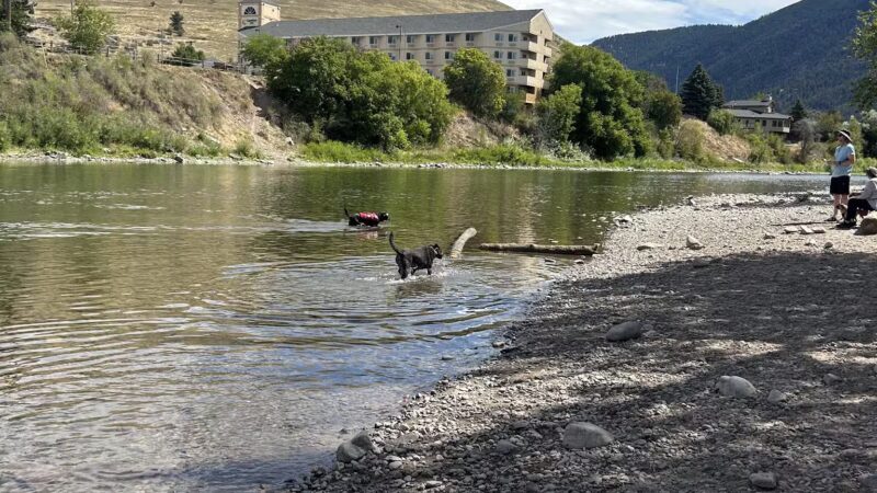 Jacobs Island Offleash Dog Park (Swimming Access) - Missoula, MT