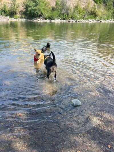 Jacobs Island Offleash Dog Park (Swimming Access) - Missoula, MT