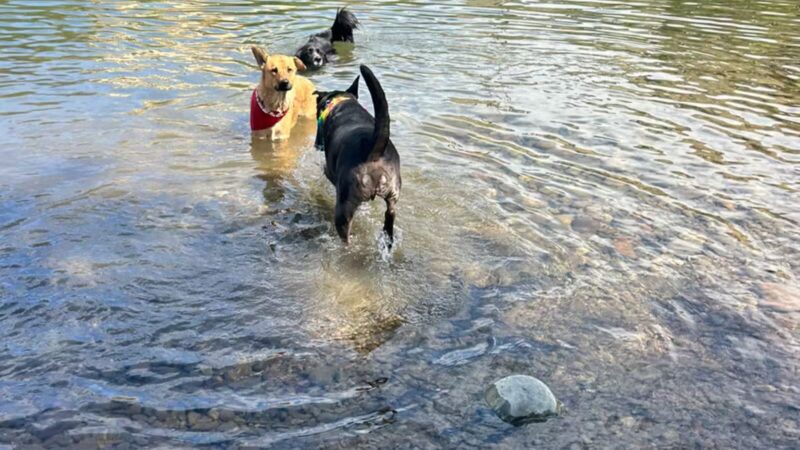 Jacobs Island Offleash Dog Park (Swimming Access) - Missoula, MT