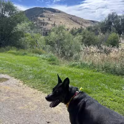 Jacobs Island Offleash Dog Park (Swimming Access) - Missoula, MT