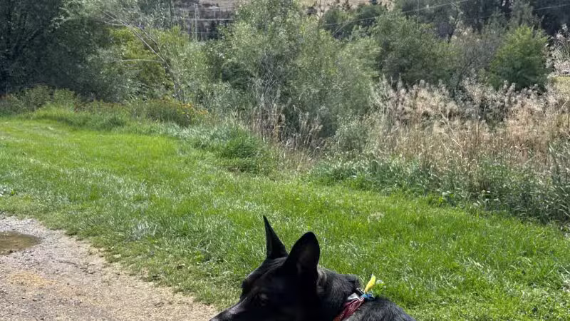Jacobs Island Offleash Dog Park (Swimming Access) - Missoula, MT