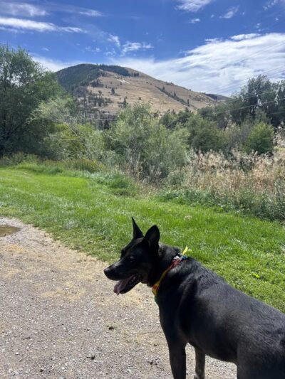 Jacobs Island Offleash Dog Park (Swimming Access) - Missoula, MT